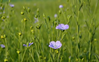 Картинка цветы, природа, зелень, полевые цветы, лето, красота, флора