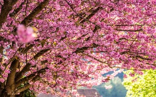 Картинка цветы, весна, вишня, природа, пейзаж, дерево, розовый