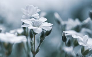 Картинка цветы, белый, природа, макро, красота, фото, обои