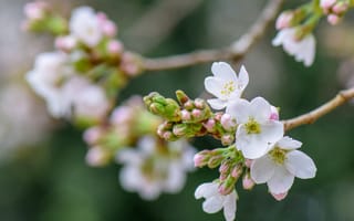Картинка цветы, вишня, природа, весна, белый, петли, красота