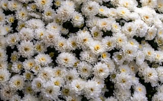 Картинка цветы, белые, природа, красота, флора, обои, растения