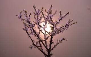 Картинка цветы, весна, природа, дерево, закат, красота, пейзаж