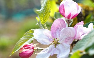Картинка цветы, яблоня, природа, весна, красота, пейзаж, флора