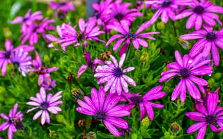 Картинка цветы, флора, пурпурный, природа, сад, лето, красота