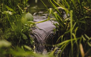 Картинка природа, вода, трава, поток, зелень, спокойствие, ландшафт