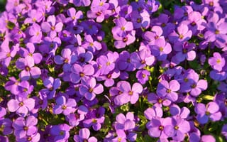 Картинка цветы, фиолетовый, природа, сад, красота, растения, лето
