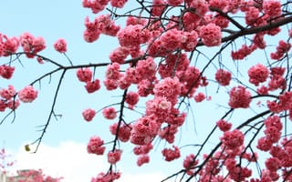 Картинка цветы, вишня, природа, весна, розовый, дерево, пейзаж