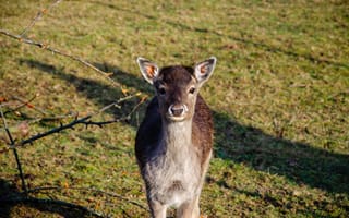 Картинка олень, природа, животные, пейзаж, молодой, зеленый, фотография