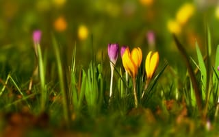 Картинка цветы, крокусы, природа, весна, зелень, пейзаж, красота