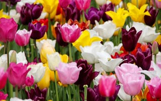 Картинка цветы, тюльпаны, природа, весна, сад, яркие, пейзаж