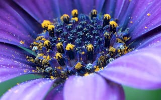 Картинка цветок, пурпурный, макро, природа, пыльца, красота, детали