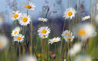 Картинка цветы, ромашки, природа, лето, пейзаж, зелень, красота