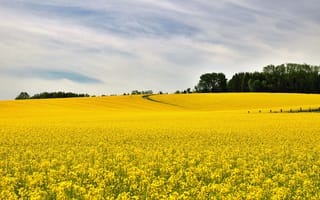Картинка пейзаж, жёлтые цветы, поле, небо, природа, лето, сельская местность