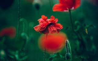 Картинка цветы, мак, природа, красный, зелень, пейзаж, красота
