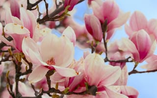 Картинка цветы, магнолия, природа, весна, розовый, красота, флора