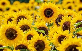 Картинка подсолнухи, цветы, лето, природа, яркие, пейзаж, сад