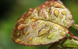 Картинка листья, капли, природа, зелень, макро, вода, растение, красота