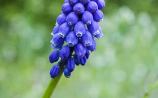 Картинка цветы, фиолетовый, природа, растение, весна, красота, фото