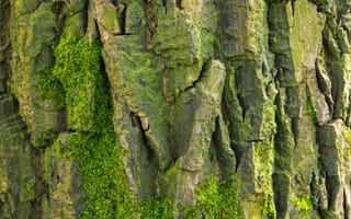 Картинка кора, дерево, природа, мох, текстура, зелень, фото