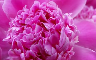 Картинка цветок, пион, розовый, природа, красота, макро, растение