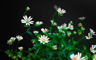 Картинка цветы, природа, растения, белые, фото, обои, декор