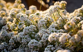 Картинка цветы, природа, белые, лето, свет, красота, фото