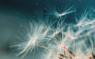 Картинка цветы, природа, макро, пух, фото, красота, фоновое