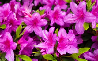 Картинка цветы, азалия, розовый, природа, растения, сад, красота