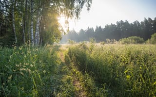 Картинка природа, лес, тропа, свет, утро, зелень, пейзаж