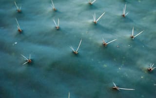 Картинка кактус, растение, природа, колючки, текстура, зеленый, фоновое изображение