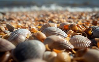 Картинка ракушки, пляж, море, природа, песок, лето, отдых