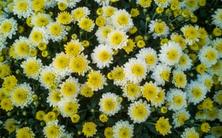 Картинка цветы, желтые, белые, природа, сад, красота, флора