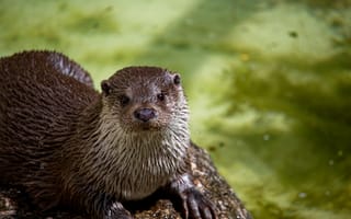 Картинка выдра, животные, природа, водоем, дикие животные, фото, обои