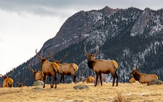 Картинка олени, природа, горы, пейзаж, животные, лес, зима