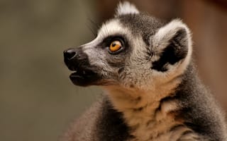 Картинка лемур, животное, природа, глаза, млекопитающее, фото, дикие животные