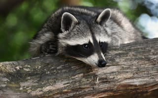 Картинка енот, животное, природа, лес, древесина, дикие животные, мягкий