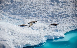 Картинка морские котики, лед, океан, природа, арктика, животные, пейзаж