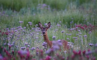 Картинка олень, природа, цветы, пейзаж, животные, лето, зелень