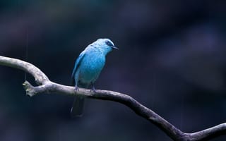 Картинка птица, синий, ветка, природа, животные, дождь, фото