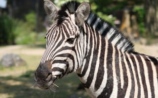 Картинка зебра, животные, природа, дикие животные, черно-белый, фотография, пейзаж