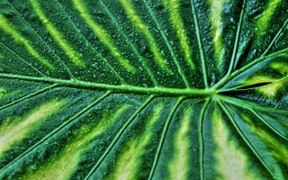 Картинка лист, зелень, природа, вода, капли, текстура, растение, макро