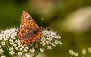 Картинка бабочка, цветы, природа, макро, лето, красота, животные