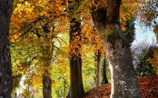 Картинка осень, деревья, листья, пейзаж, природа, парк, золотой