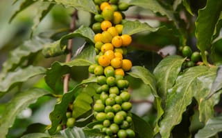 Картинка фрукты, растение, природа, листья, ягоды, зелень, красота