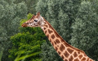 Картинка жираф, природа, животные, зеленый, фото, дикие животные, звери