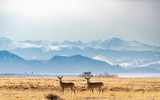 Картинка природа, горы, олени, пейзаж, зима, поля, животные