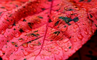 Картинка лист, капли, вода, природа, красный, макро, осень, текстура