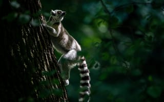 Картинка лемур, дерево, природа, животные, лес, дикие, фотография