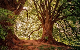 Картинка деревья, природа, лес, зелень, освещение, пейзаж, отдых