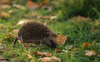 Картинка еж, природа, трава, осень, животные, листья, дикие животные